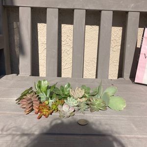 tara_1031 succulents and cacti